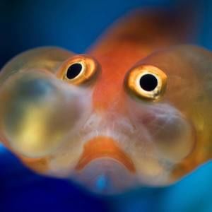 Meet your Posher, Ben